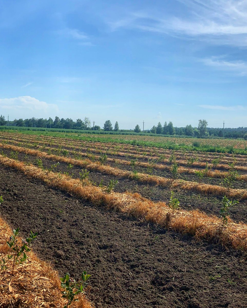 uaig_ua's tweet photo. Our blueberry bushes enjoying the sun and preparing their berries for you 

#blueberries #blackberry #raspberry #strawberry #strawberries  #plants #harvesting #advancedtechniques #blackberryfields #agriculture #agricultureproduction #farming #agricultureprocessing https://t.co/yEOTwICyr7