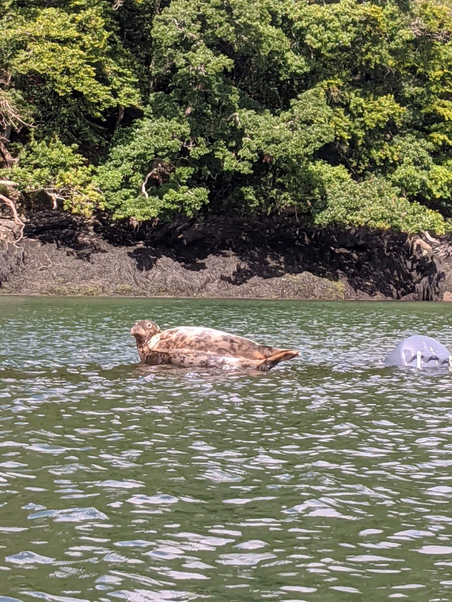 Saw this squidgy sea boye having a sunbathe by the King Harry Ferry today. Very handsome 👑 

<a href="/Seal_Sanctuary/">CornishSealSanctuary</a> #cornwall #sealife <a href="/CornwallLive/">Cornwall Live</a>