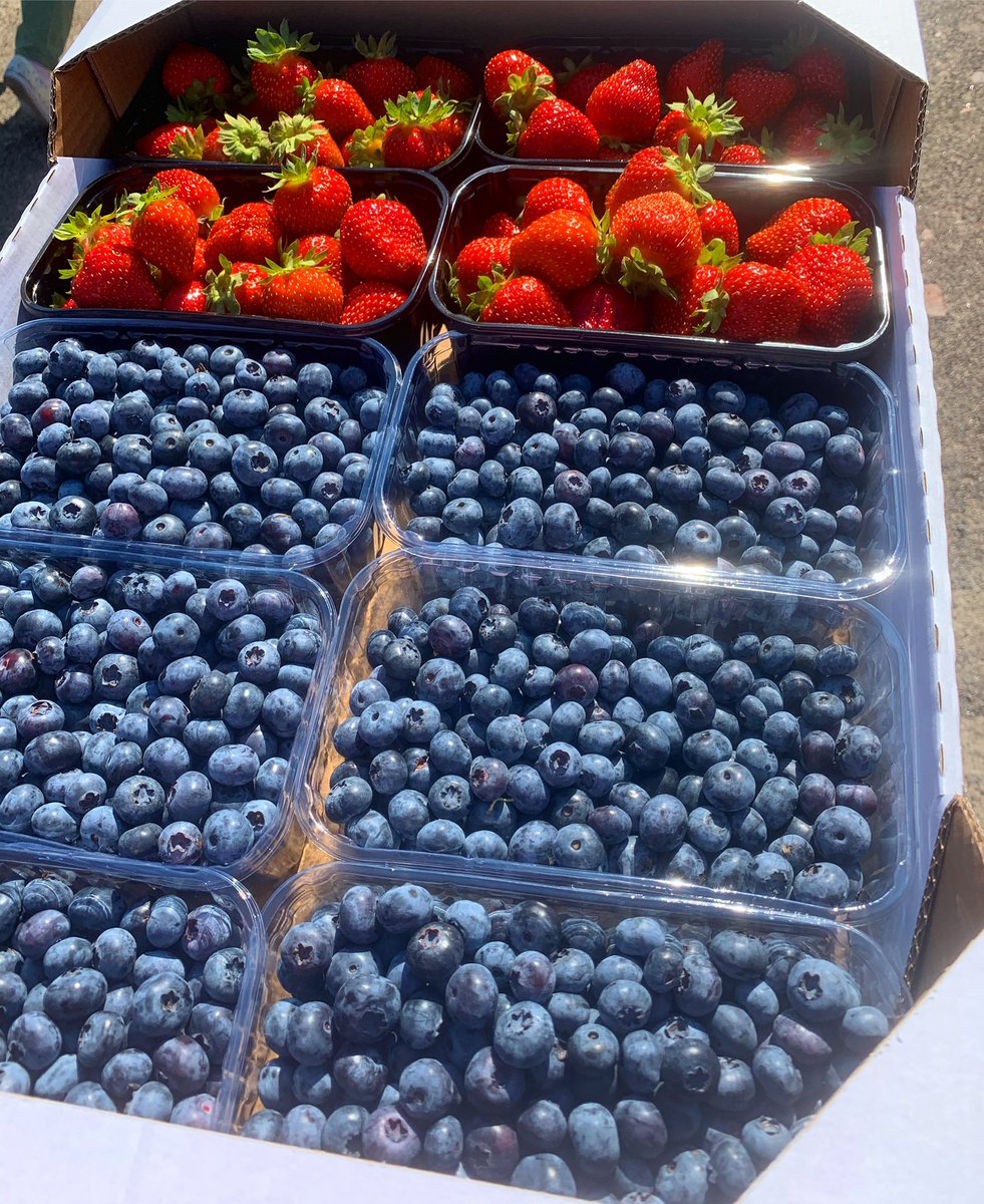 uaig_ua's tweet photo. Fresh blueberries and strawberries, fresher than all the ones you buy from your hypermarkets and supermarkets, right from the fields. 

#blueberries #blackberry #raspberry #strawberry #strawberries  #plants #harvesting #advancedtechniques #blackberryfields #agriculture https://t.co/ey6u9VgH9Y
