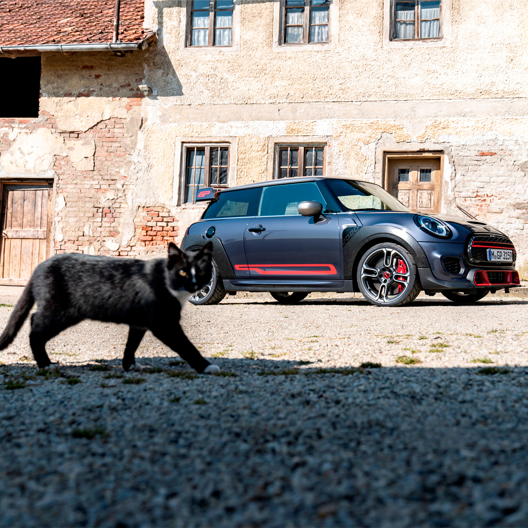 MINIEspana's tweet photo. Dos iconos con una personalidad inimitable #MINIJohnCooperWorksGP #DíaInternacionalDelGato https://t.co/vYsmq9z62O