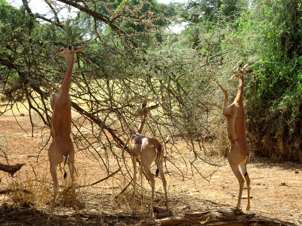 KiboSlopes's tweet photo. The #Gerenuk also known as the Giraffe gazelle bcoz of its long, slender neck &amp; limbs that are similar to #giraffe and found in semidesert areas of Northern Kenya. Join our N. Kenya Offbeat tour on 7/8/20 &amp; 4/9/20 to encounter them.
#Magicalkenya #tembeakenya #Tembea254 #Travel https://t.co/tEVUfXif26