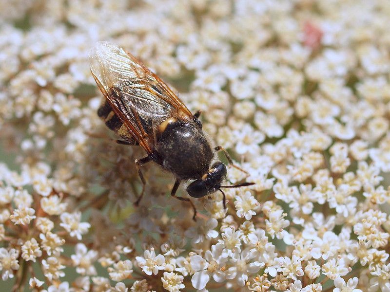 New record alert! This fly (Stratiomys singularior) was found at Horsey Island by <a href="/DBRCnews/">DBRC</a> last week. Only known in Devon from Braunton Marshes &amp; last seen in 1990!

English name- Flecked General (implying a high rank in the Soldierfly family!) 📸Philip Sansum #actionforinsects