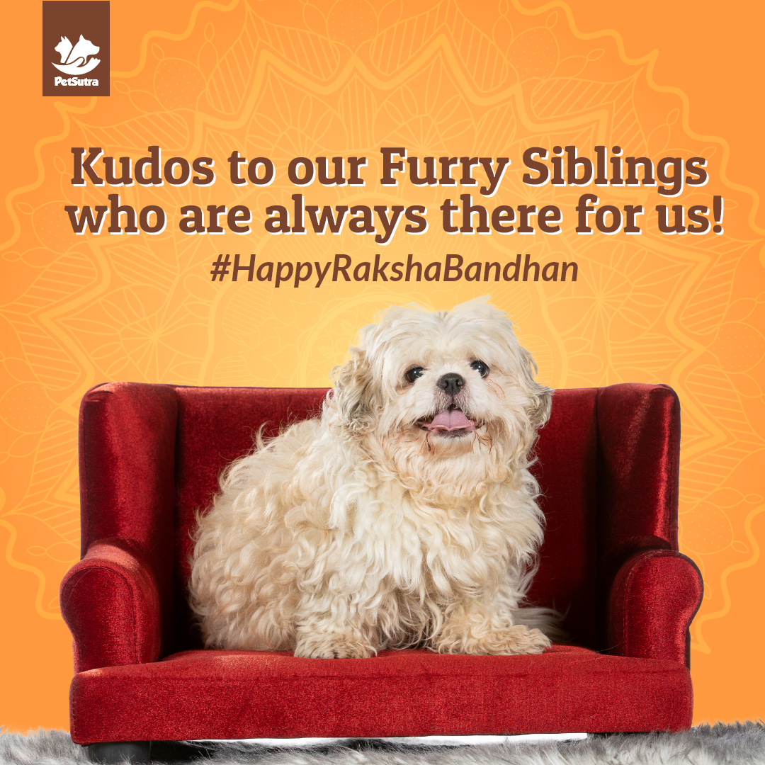 petsutra's tweet photo. Happy Raksha Bandhan to all our Pawsome Siblings! ๐งก๐ถ๐ฑ
#rakshabandhan #happyrakshabandhan #pets #dogs #petsutra #thinkpets #thinkpetsutra https://t.co/Jnk4KpXzez