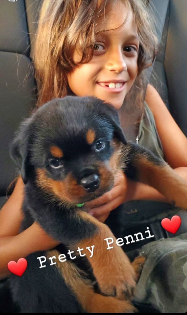 LProusalis's tweet photo. Say hello to my 50th birthday present. Her name is Penni which comes from the Greek word for 50. Peninda. https://t.co/dF3a0wxlzA