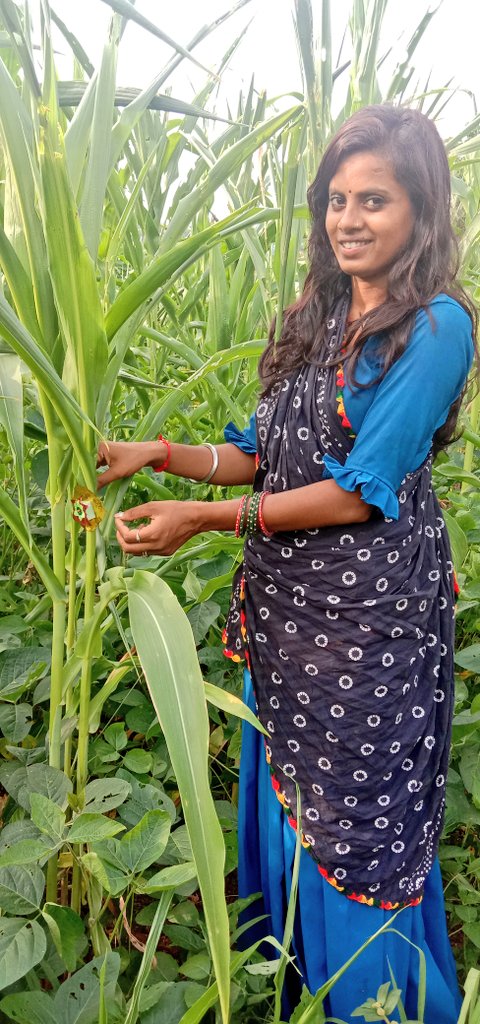 आदिवासी लोग खरीफ की फसल की बुवाई निराई-गुड़ाई खाद करने के बाद रिश्तेदारों के घर के डांडे और फसलों को राखी बाँध कर खाना पीना करते थे | ये परम्परा प्रतिवर्ष 
होते-होते अब ये त्यौहार बन चुका है और हिन्दुओ ने आदिवासियों के त्योहारों को आधुनिक रूप देकर एकाधिकार घोषित कर दिया है |