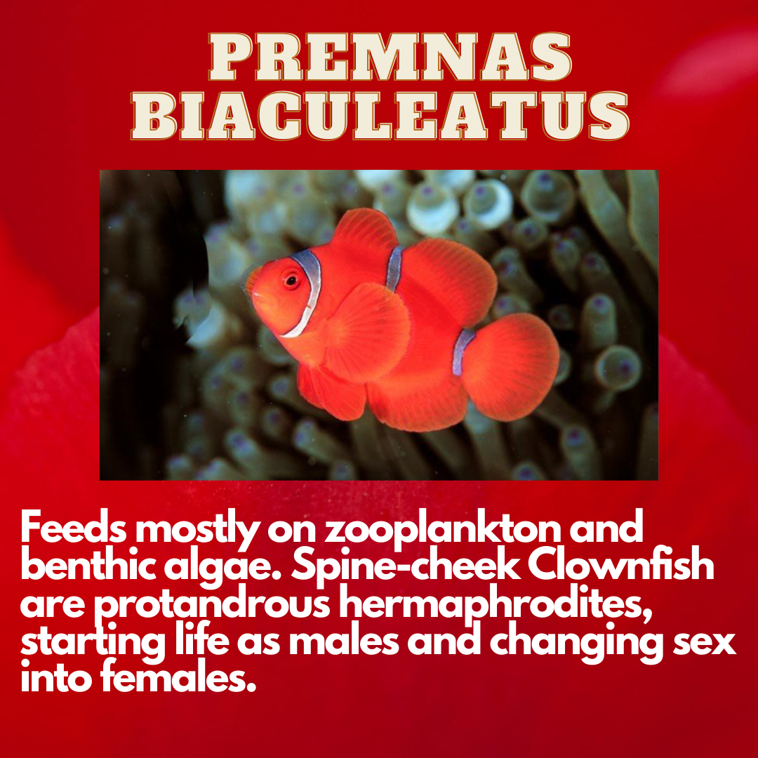 fish_wise_pro's tweet photo. For more info visit -
https://t.co/MzK14S5TgY

#clownfish #premnas_biaculeatus #maroon #fishscientist #fishwisepro #fishing #fishermen #fishpond #fisheyelemag #fishingislife #fishbowl #special #species #swag #sharks #southafrica #bangladesh #india #japan #machali #machining https://t.co/6IGJZbdNDW