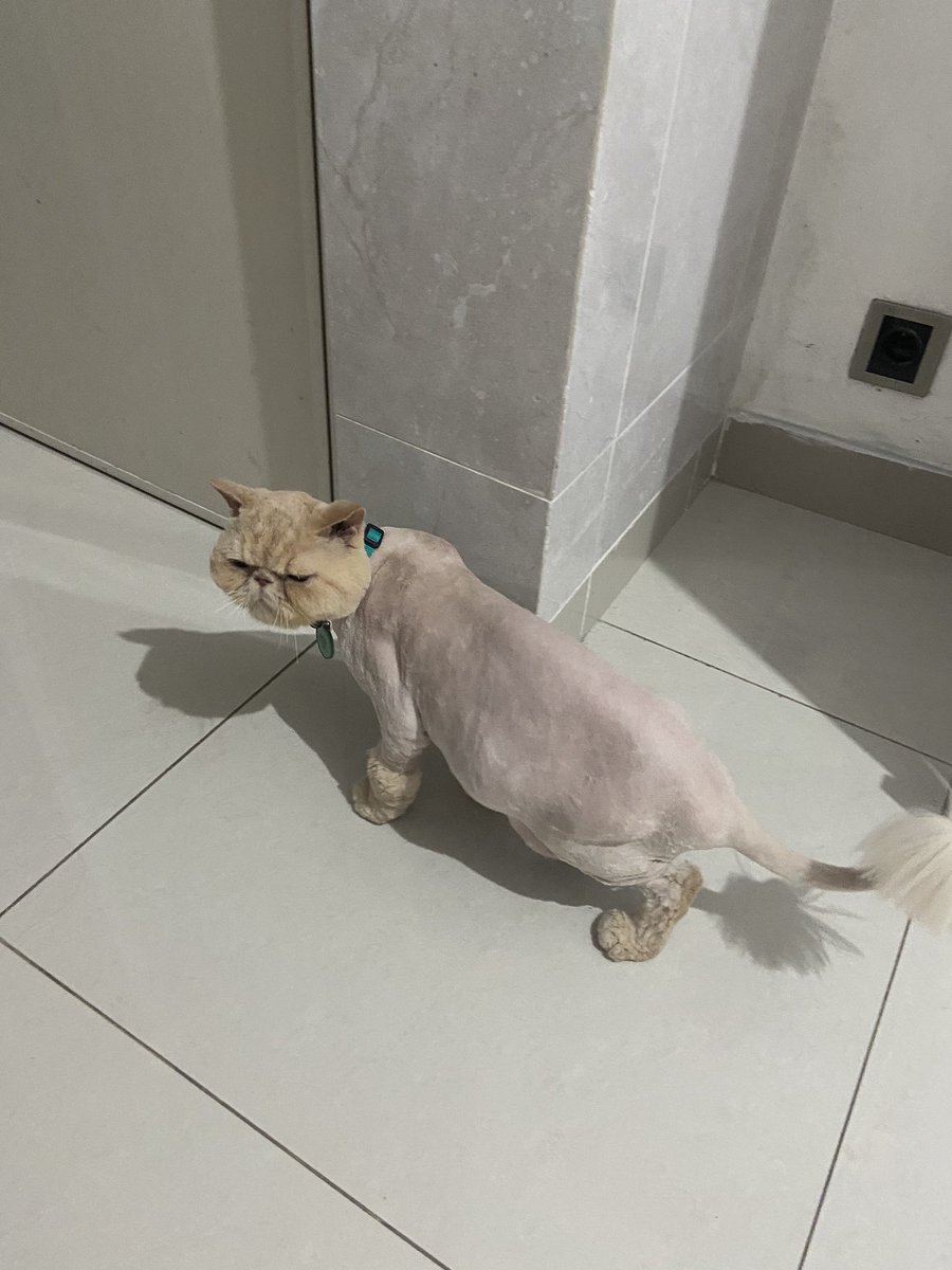 KWWKKWW KUCING GW DI BOTAKIN NGAKAK BGT