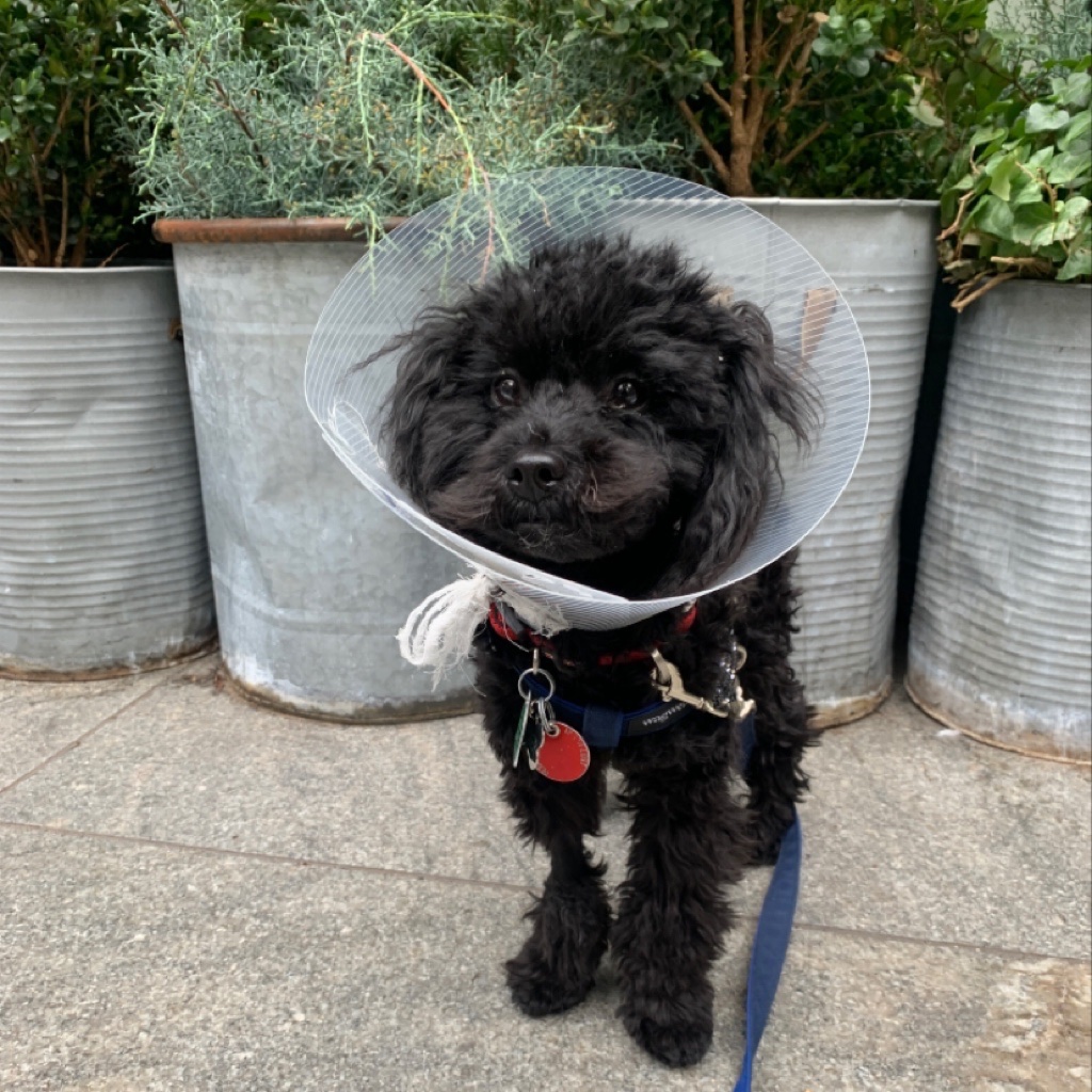 metropetsnyc's tweet photo. We wish our very fashionable buddy, Tucker, a very Happy 1st birthday 🎂 🎁 
•
Metro Pets NYC- Walking dogs since 2007
•
#dogwalkers #dogwalkingnyc #bestdogwalkers #dogtraining #metropetsnycdogwalking #metropetsnyc https://t.co/zwFmjbJtut