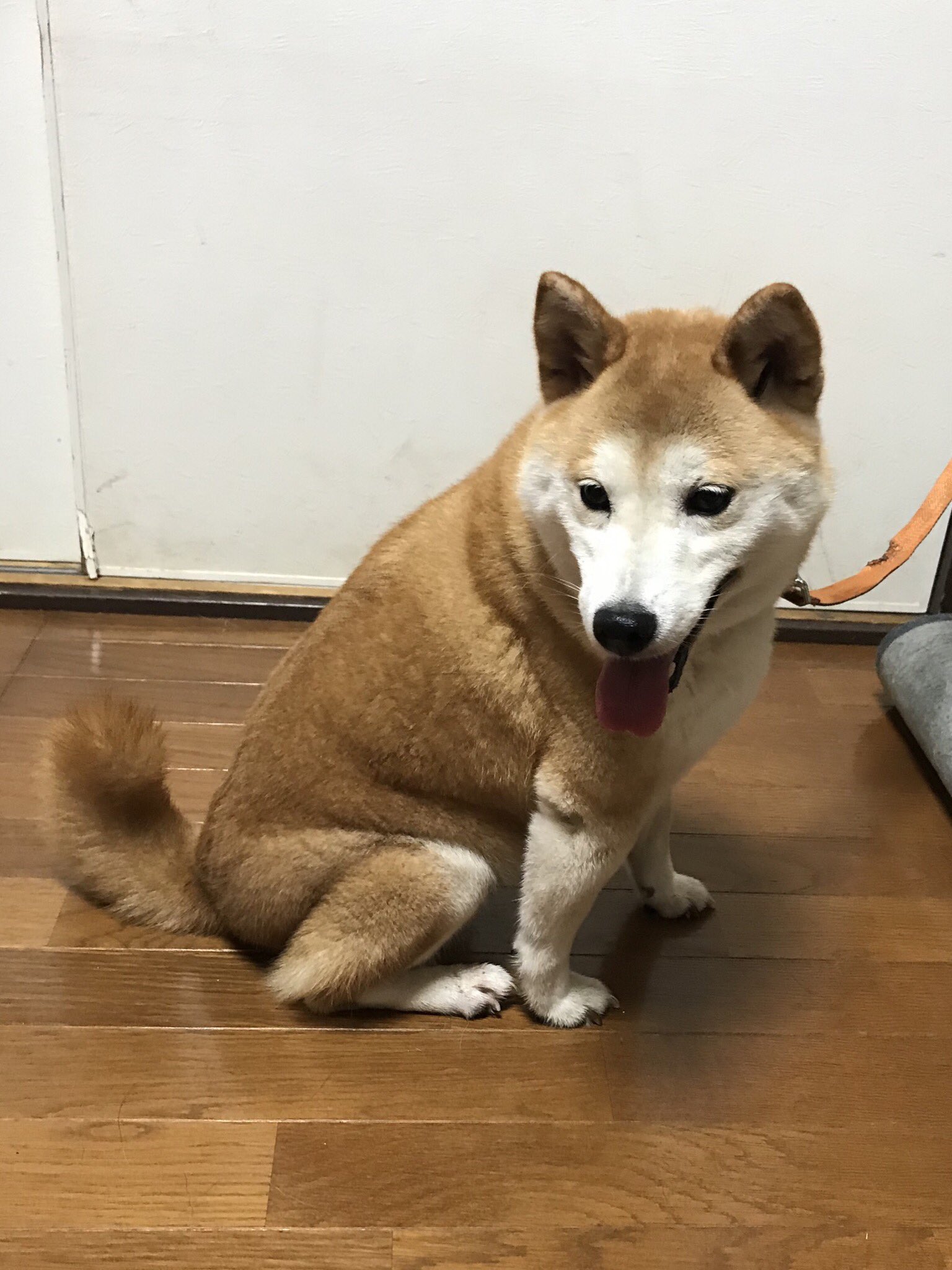 Paris奈々子 Paris Twitter