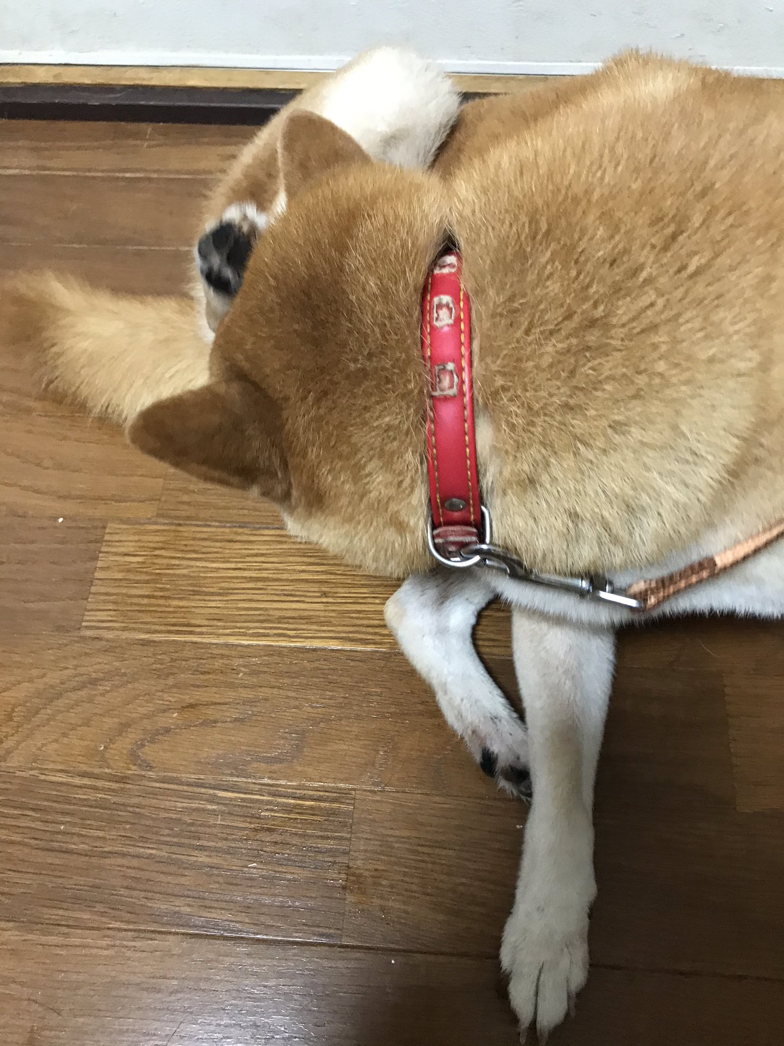 Paris奈々子 Paris Twitter