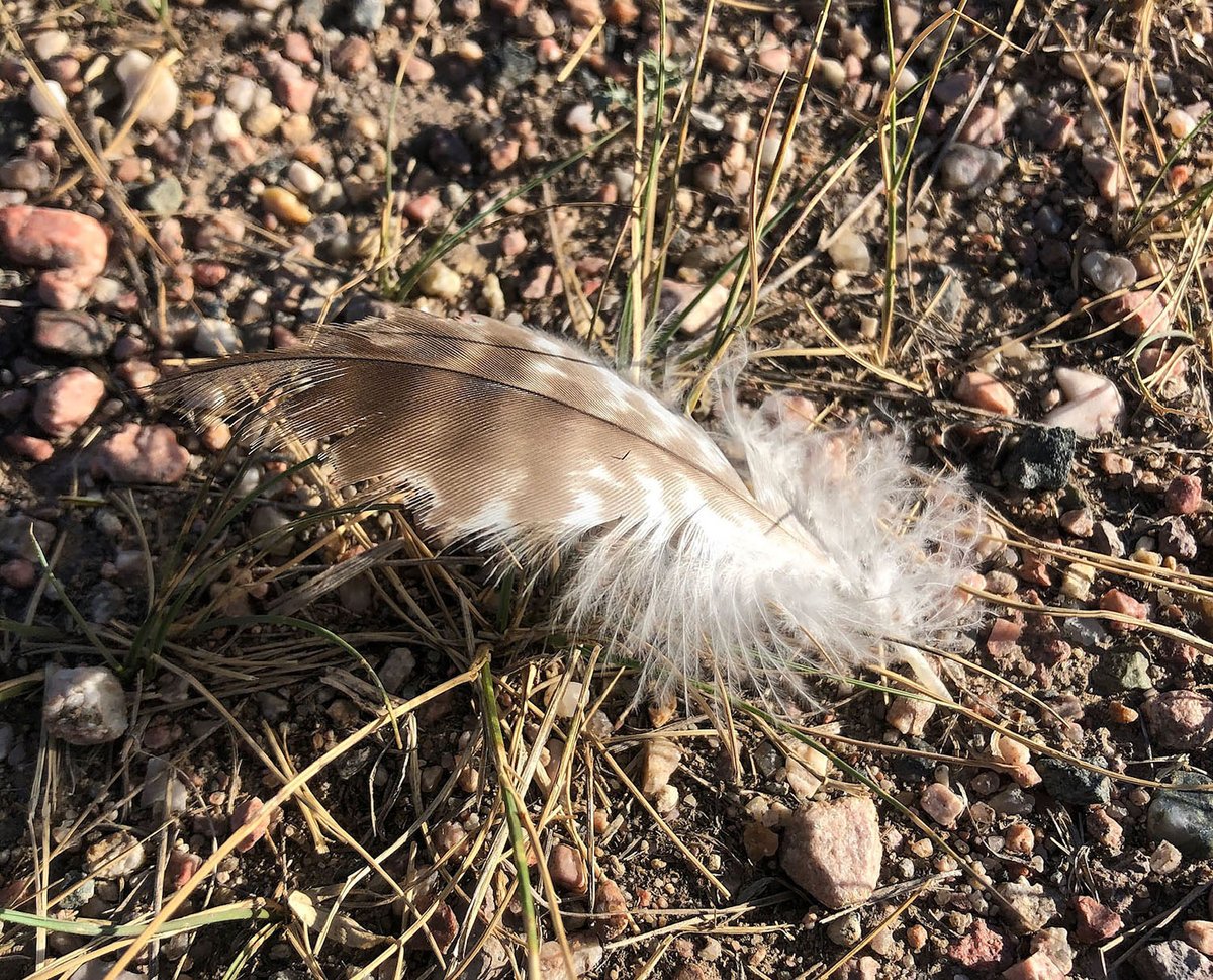 ChrisMadson2's tweet photo. The story a feather tells: https://t.co/woBpHc1PVQ https://t.co/hgVjX3EPzo