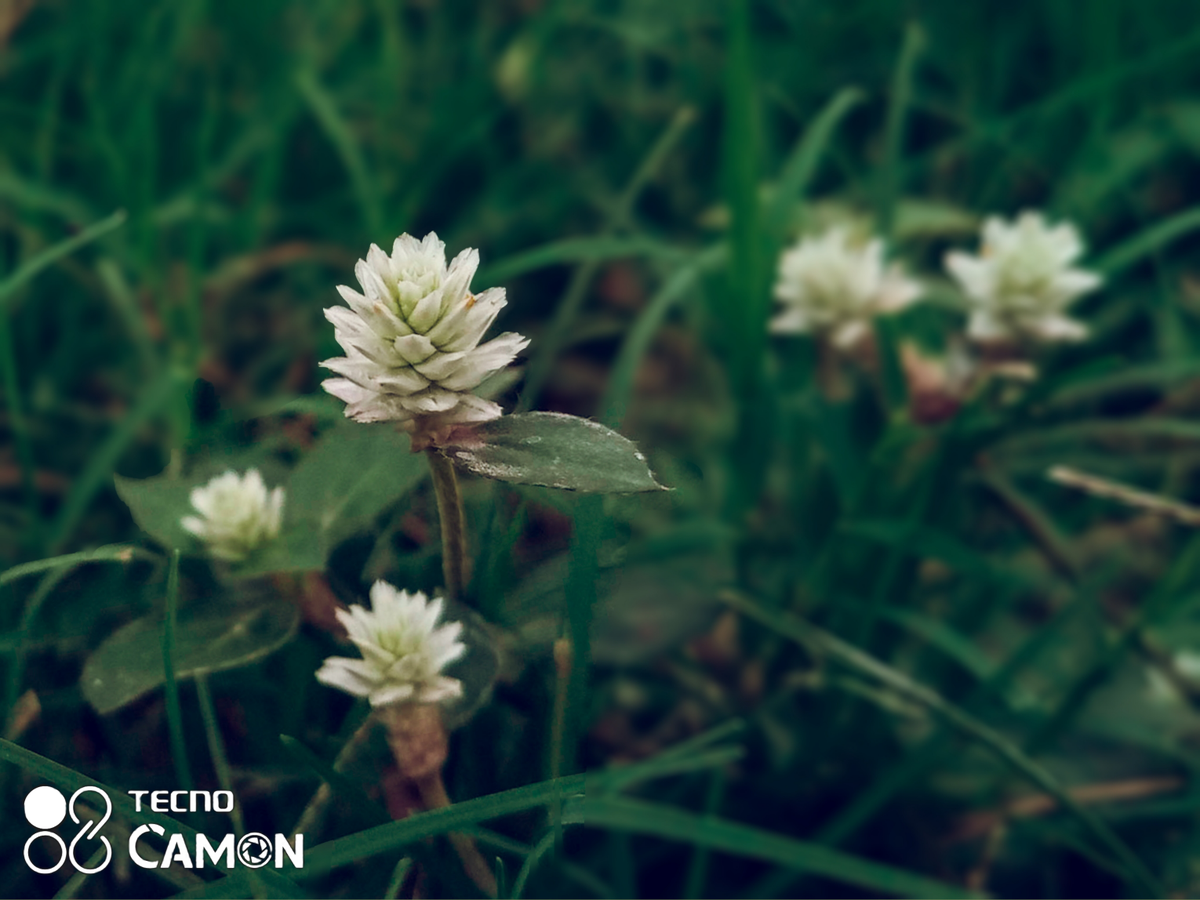 wini_usman's tweet photo. I shot these beauties on my @TECNOMobileNG CAMON 15.
But to be honest, the macro features on TECNO Camon 15 camera is just on another level.
I love the depth and colors.

#CamonCEO #camon15 #TECNOForNigerians #camon #tecnocamon #TECNOxWizkid #tecno #tecnomobile #macrophotography https://t.co/rHQhEqrcII
