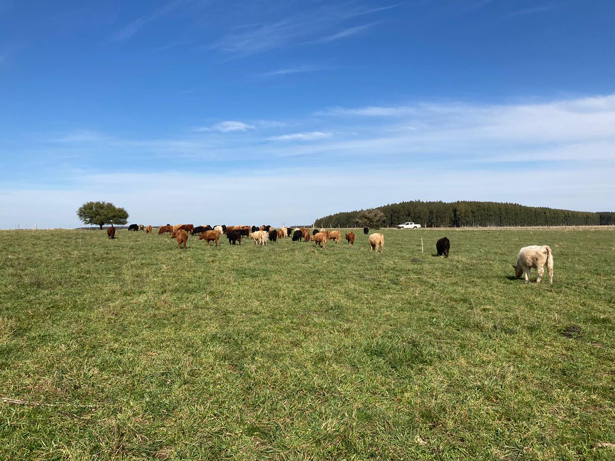 BiotechUruguay's tweet photo. Lote de terneros y toros Angus con suplementacion de #Optigen y #ByPro.
Flores https://t.co/ir8V4Di0NX