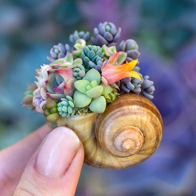 Mini succulents that look unreal Credit: Botanical Bright