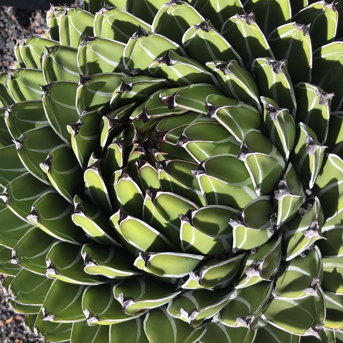 Heidi Plom tweet media