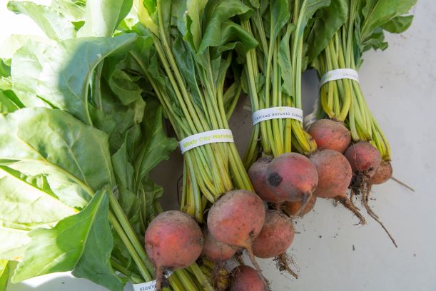 USDA_FNA's tweet photo. Thanks to @USDANutrition's partner @chicagobotanic which operates an urban farm in Chicago who create jobs, opportunity, & hope in low income neighborhood. In 2019, more than 11,000 individuals purchased produce at the Farm—many using #SNAP! #PartnersDoingRight https://t.co/YKRA4fGFpN