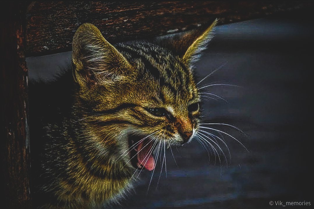 vikcreatives's tweet photo. My meowlogical cat..
#cat #CatsOfTwitter #opposhot #oppoindia #adobelightroom #presetlightroom #ownpreset https://t.co/8xroTWgxwJ