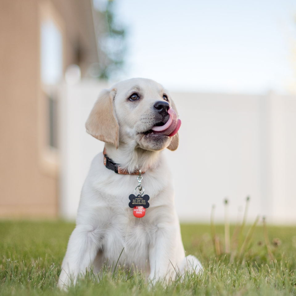 Happy Dog, Happy Life...
#happypetfood #happypeople #happypets #happydog  #happydoghappylife #dogwalkerslife
#dogsofinstagram #dogstagram #instadog #dogwalkingcroydon