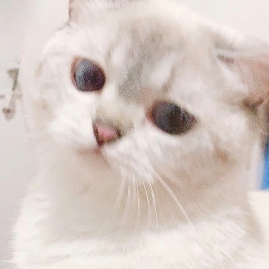 nct’s jisung as the cute weibo cat : a thread <3