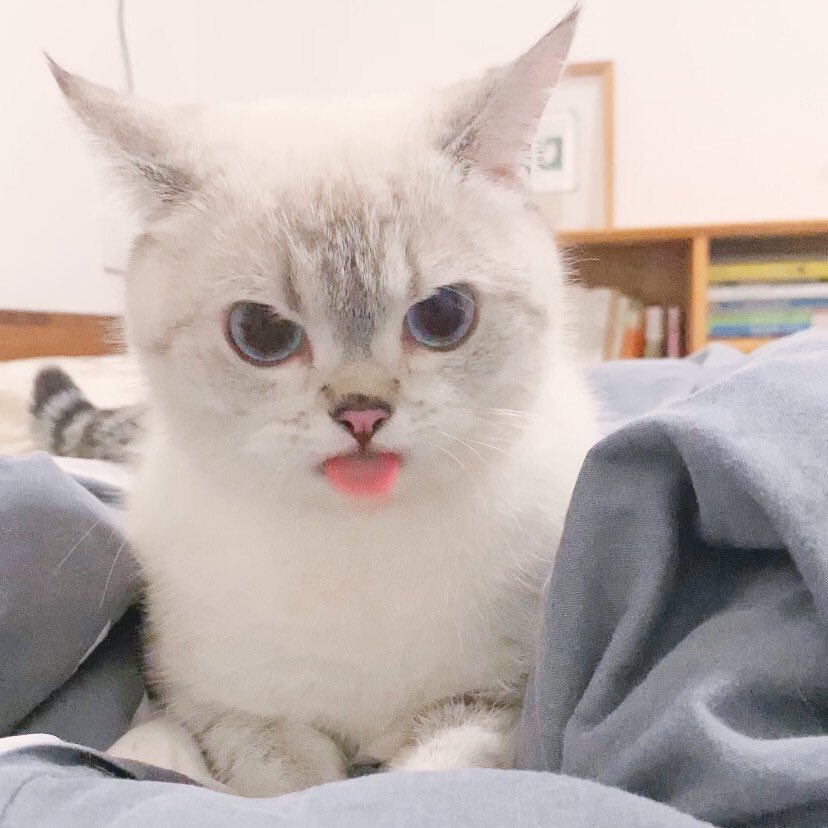 nct’s jisung as the cute weibo cat : a thread <3