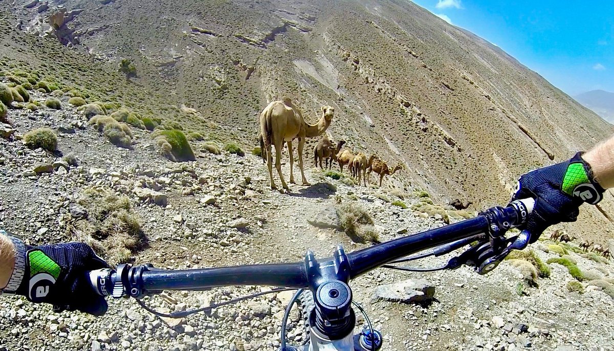 Found some new trail buddies 🐪
.
.
.
#amplifi #amplifithis #weareamplifi #sports #mtb #sciencepunks #bikegloves #trails #nepal #traveladventures
