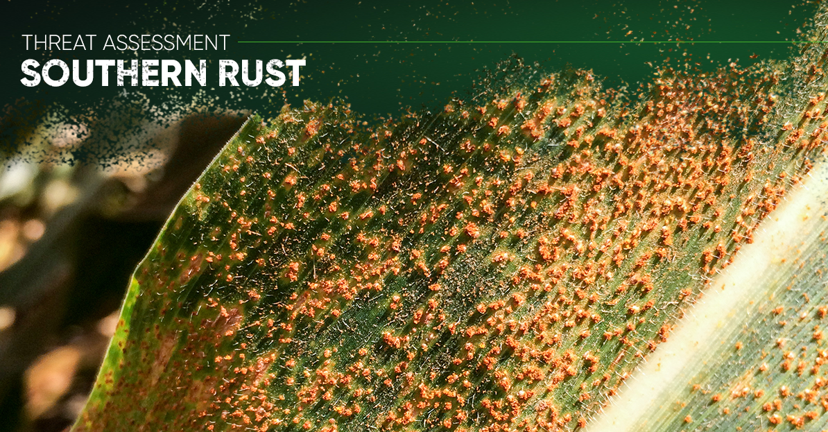 PioneerSeeds's tweet photo. With a mix of hot and cool weather conditions recently, distinguishing between #CommonRust and #SouthernRust is 🔑. Learn more: