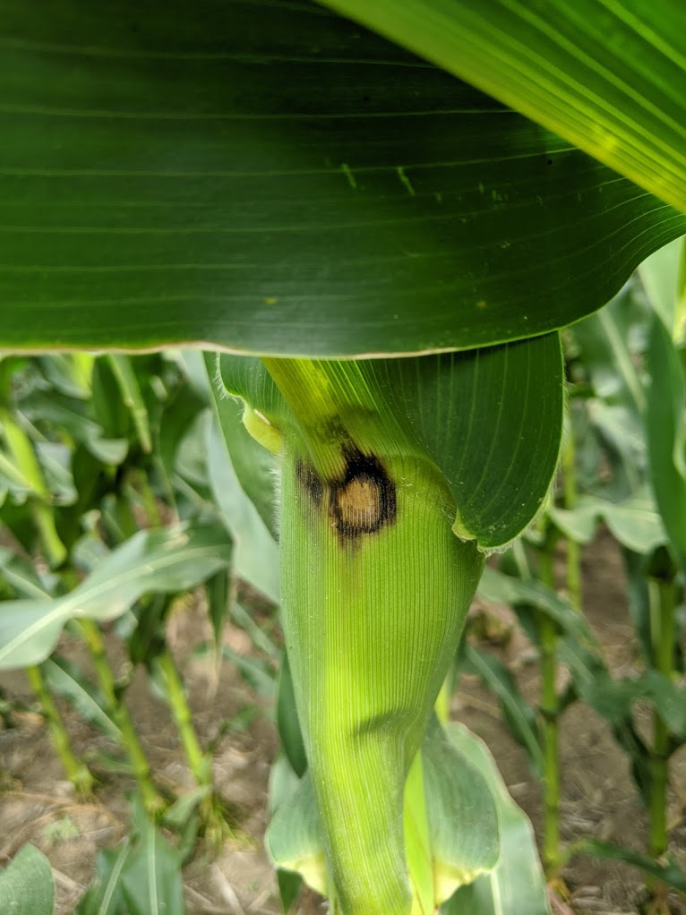 SDSUPlantPath's tweet photo. A lesion growing underneath the ear leaf is not a corn ear rot. Just saprophytes growing on pollen and anthers collecting between ear leaf and the ear. https://t.co/gwrRSak3am