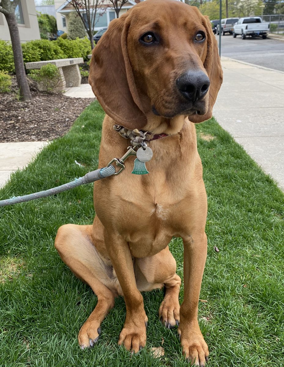 Forhandle hulkende betalingsmiddel AnimalLeague on Twitter: "Herschel is a sweet Bloodhound mix who wants  nothing but love! He was rescued from Mississippi, where he was sadly hit  by a car. Thankfully, one of our surgeons