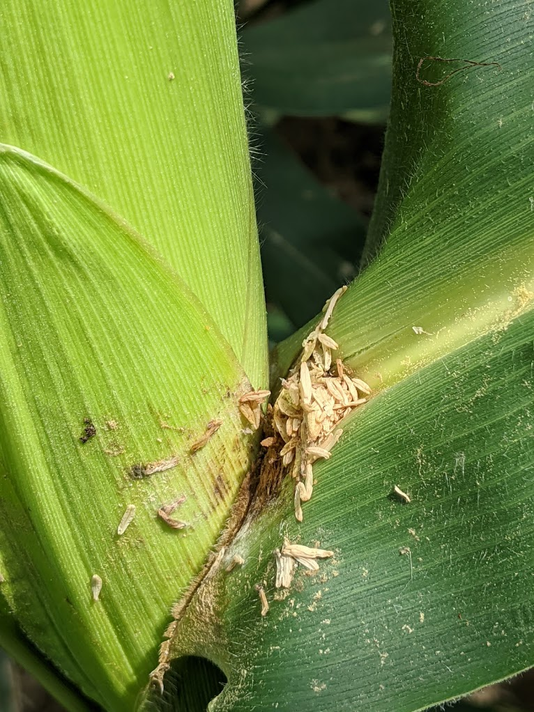 SDSUPlantPath's tweet photo. A lesion growing underneath the ear leaf is not a corn ear rot. Just saprophytes growing on pollen and anthers collecting between ear leaf and the ear. https://t.co/gwrRSak3am