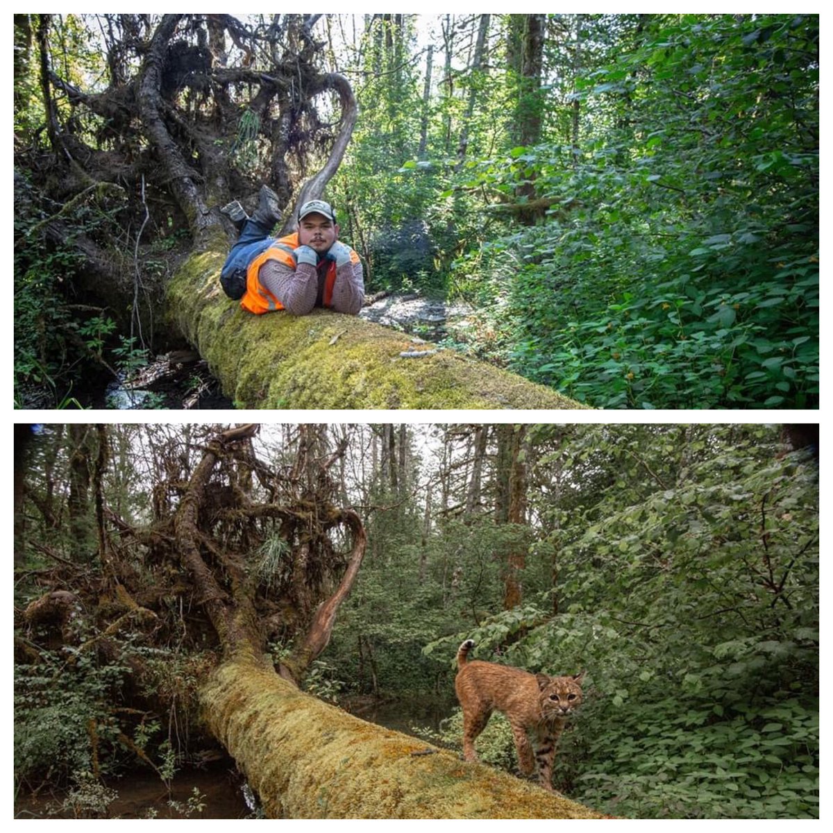 Thankful to this unknown man for striking a pose and for not messing with my camera set up after he stumbled upon it. Also added, a bobcat using the log just a couple weeks prior.  #cameratrap  #trailcam  #photobomb