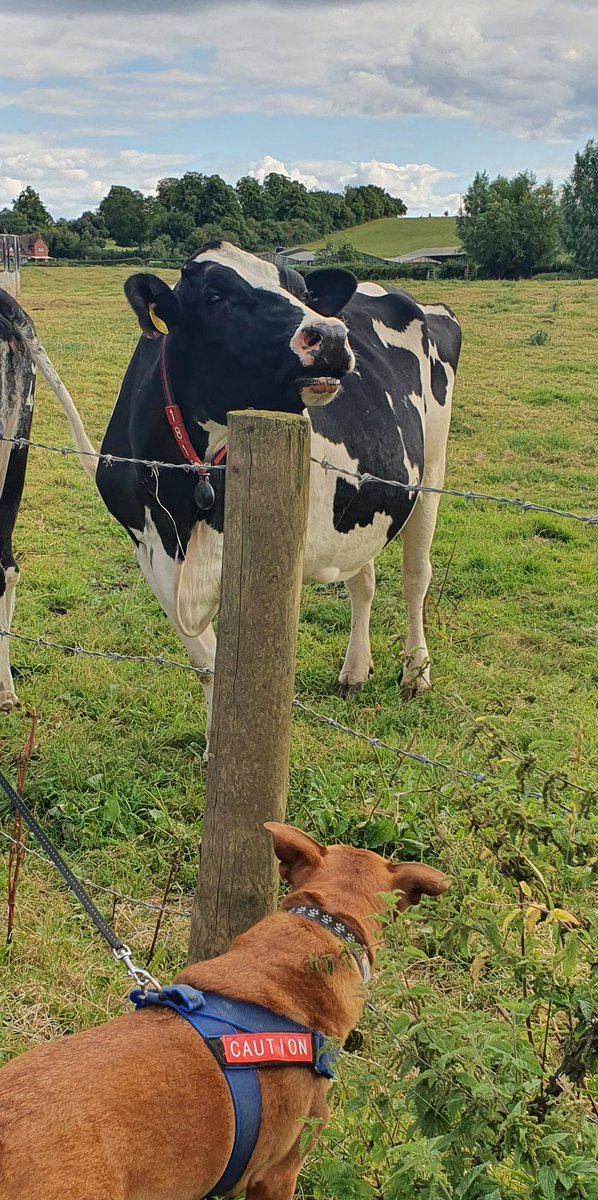 Hi everyone, hope you have all had a great Monday? Mums took me to see a 1000 year old chapel today and we had a lovely walk too. I also caught up with the gossip from my cow pals 🐄😍