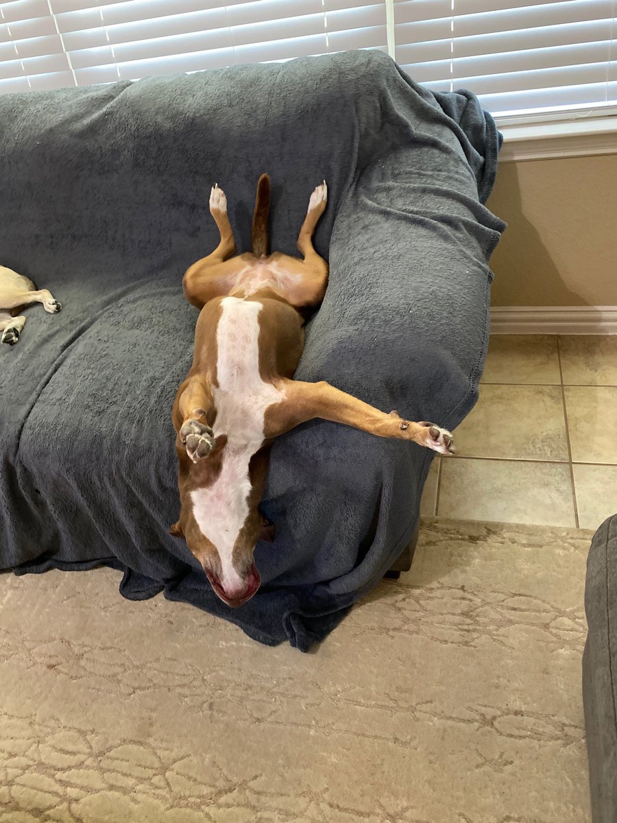 Back snoozle might end soon...#dogsoftwitter