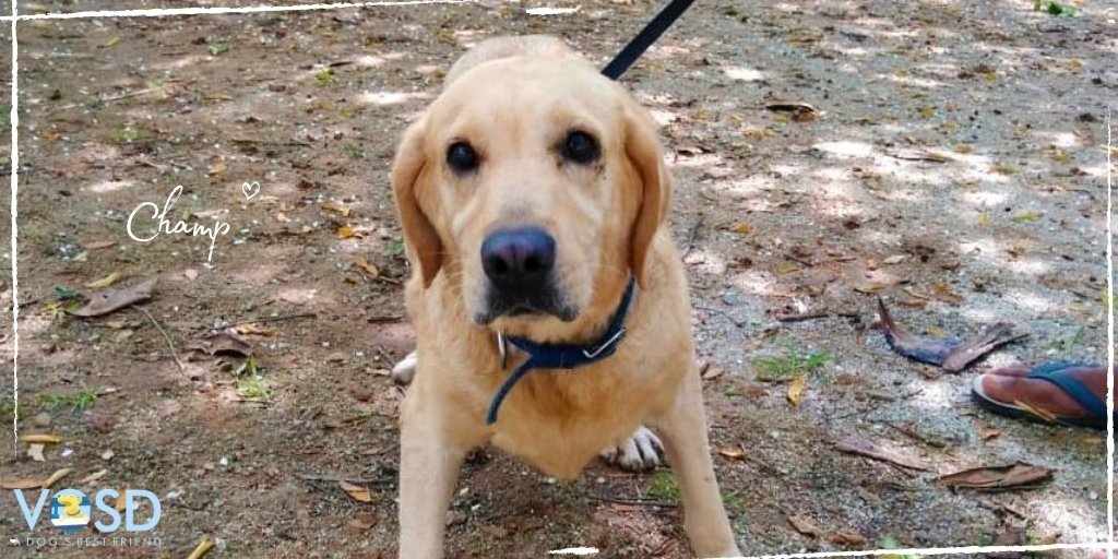 VOSD1's tweet photo. Lab named Champ, rescued with injuries on hind legs and belly. Foster dad nursed her back to health and surrendered to VOSD when adoption plans failed.

VOSD will admit 100 such dogs that YOU nominate: https://t.co/WMhV3fmln4

#vosd #doglovers #dogsofvosd #vosddogs https://t.co/coNc4YtGsM
