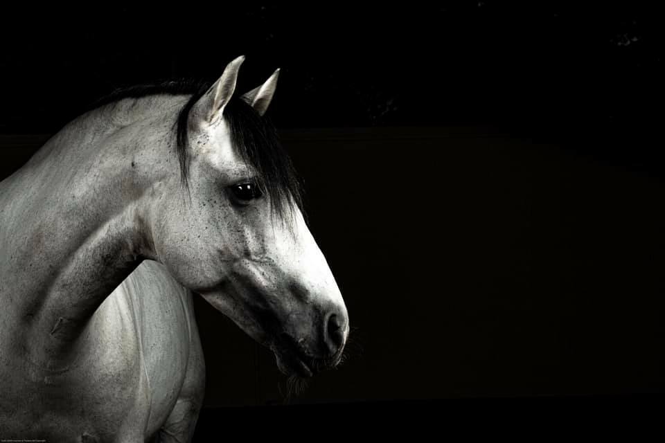 Andrea Grassi (@andrea_grassi) on Twitter photo 