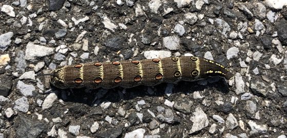 芋虫のtwitterイラスト検索結果