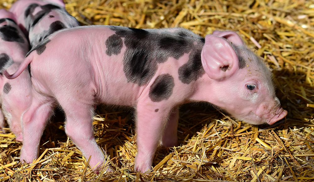 tierschutz_bund's tweet photo. Abkehr von #Improvac wäre fataler Rückschritt im Tierschutz! Im Streit um die Impfung gegen #Ebergeruch in Biobetrieben fordern wir die Bundesländer auf, dieser tierfreundlichen Alternative zur #Ferkelkastration nicht den Weg zu versperren: https://t.co/fxRdZZMHba https://t.co/epAwB1YLmE