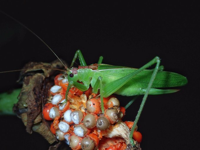 バッタ の評価や評判 感想など みんなの反応を1日ごとにまとめて紹介 ついラン