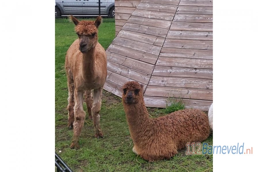 Twee alpaca's gestolen bij camping Beloofde Land in #Voorthuizen. 112Barneveld.