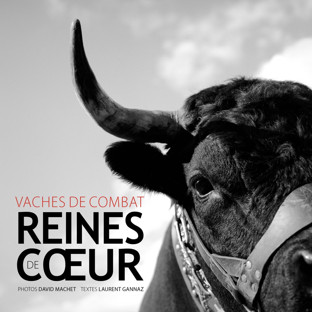 pigepro74's tweet photo. « Vaches de combat Reines de cœur » : nous dédicacerons notre livre ce jeudi 6 août dès 16h à la Maison de la presse de #Chamonix . 228 pages pour 10 années de reportages en immersion dans l’univers de la #vache d’Hérens, entre Haute-Savoie, Valais et Val d’Aoste. https://t.co/NzJUwEHfNR