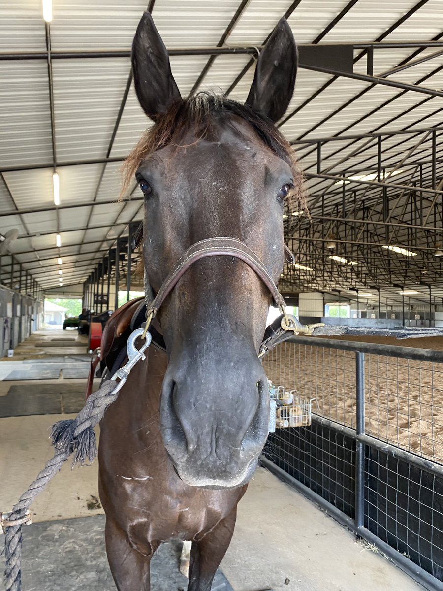 LMFiorentino's tweet photo. Time to get back to work.... it’s been a few months of vacation for these guys... 😇 or 👹 today?? #tcueq #tcuequestrian #gofrogs #maninblack @TCUWEquestrian https://t.co/95OY2IqmY6