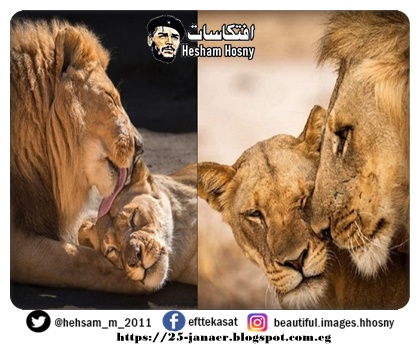 الحنية