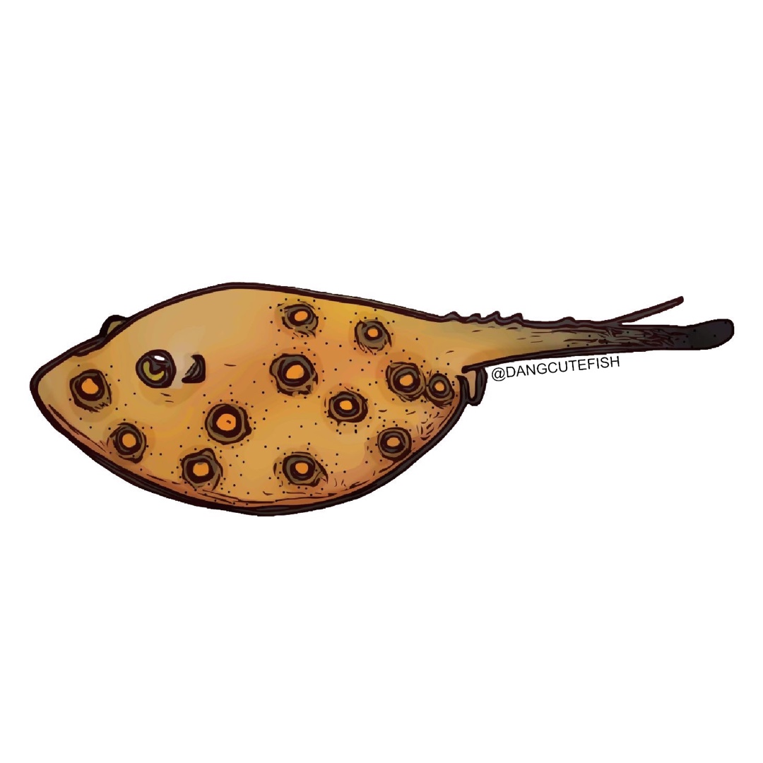dangcutefish's tweet photo. Starting #flatsharkweek right with one of my favorites! Potamotrygon motoro, the Ocellated River Stingray. These sweet rays have one (or more!) spines that are venemous! They also have thorny denticles on their backs! #dangcutefish #rayweek #sharkweek #sharkweek2020 https://t.co/6Par6Yp75K