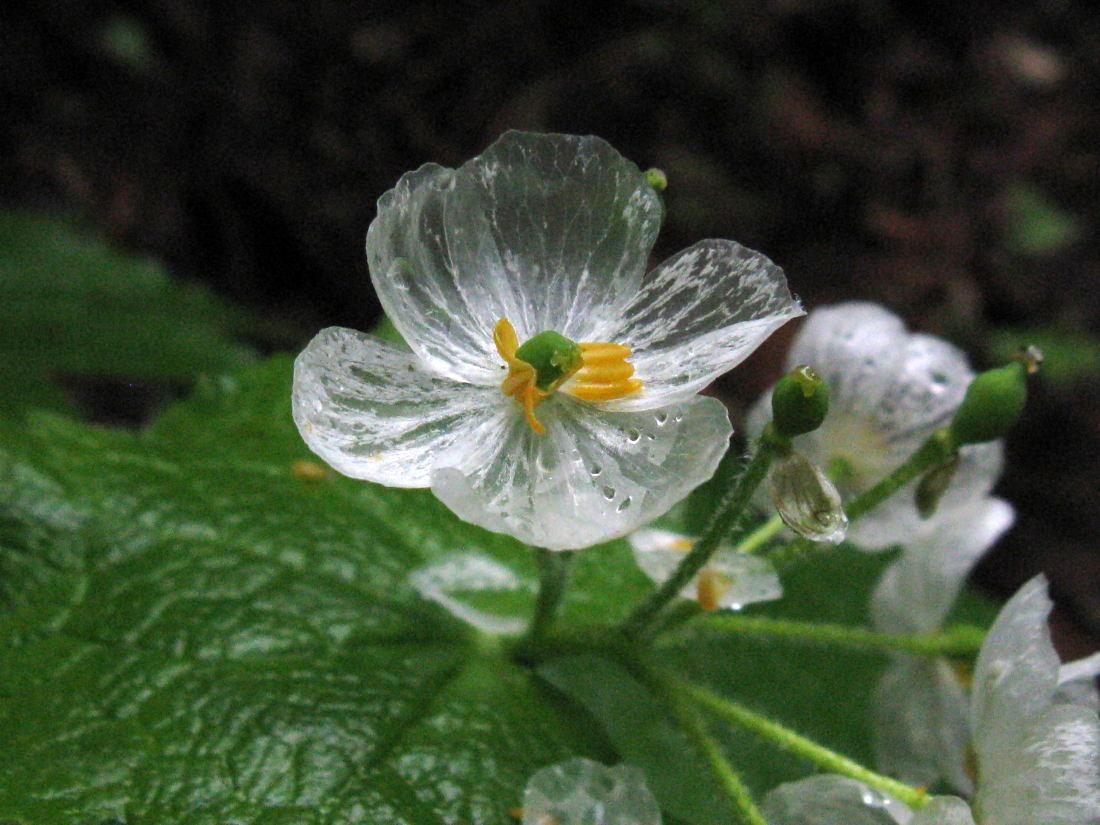 The skeleton flower's petals turn transparent when it rains.

(Diphylleia grayi)