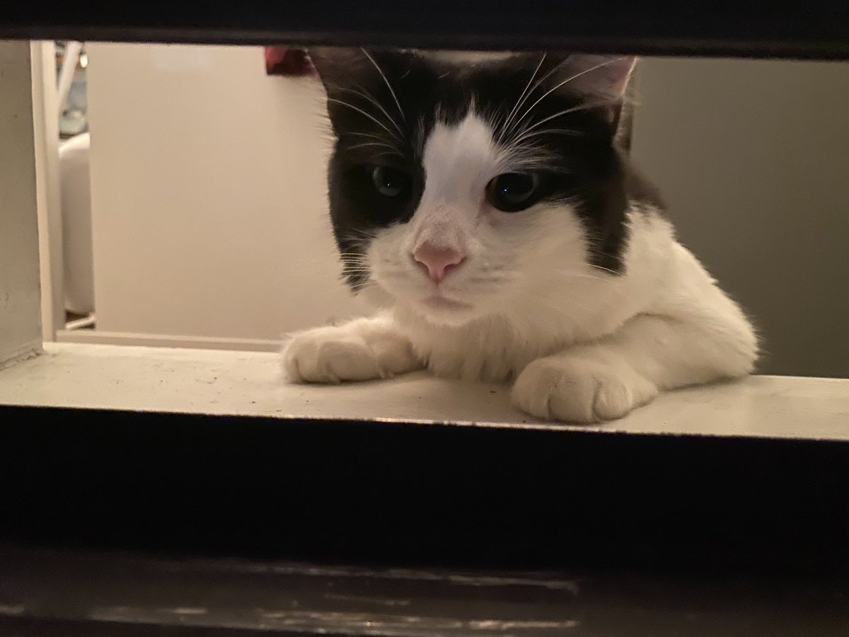 laurencrosslin's tweet photo. please enjoy these very adorable photos of yoshi wanting to join us out on the fire escape https://t.co/pVJQkAlCY2