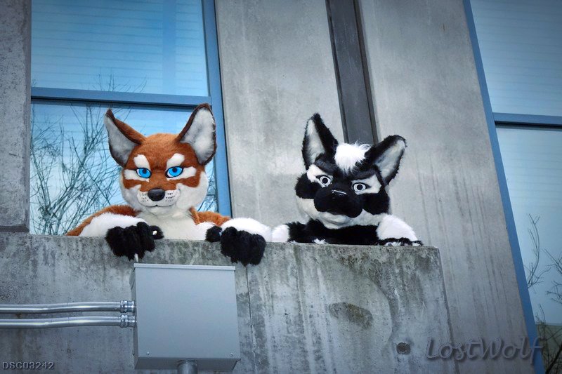 LostWolf321's tweet photo. It's @JunoTheFolf & @ChanceWolf64 @furcon #FC2015
I think they see me, better watch out. lol https://t.co/nIewoAFly4