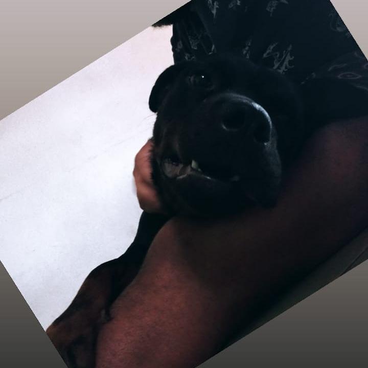 aglissonoff's tweet photo. Somente os animais nos amam independente de como somos fisicamente, da nossa classe social, da nossa fama, profissão, do local onde moramos e de tantas outras coisas às quais os seres humanos se apegam. Nada disso importa para eles

#cachorros #cachorro #dog #dogs #pet #pets https://t.co/MtXEZmO22w