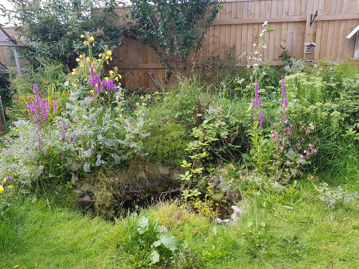 My neighbours think my garden is scruffy but guess what...I don't care! Because when I lay my head down and hear the bees next to the pond I'm in heaven #wildlifegarden #nature