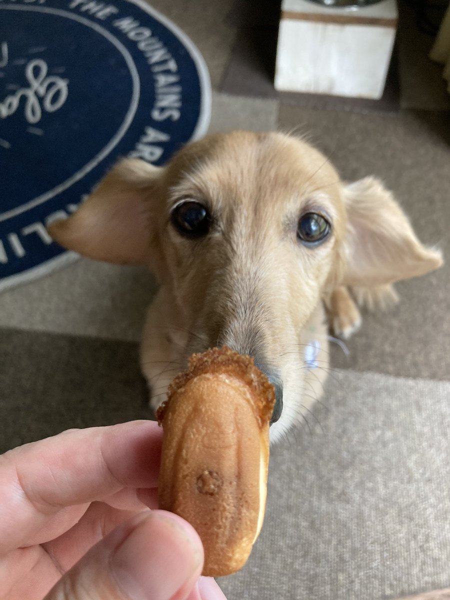 Orlando Dachsun 犬用カステラ ダックス 犬 おやつ T Co Mdl2znxwir Orlando Dachsun 犬用カステラ ダックス 犬 おやつ T Co Mdl2znxwir