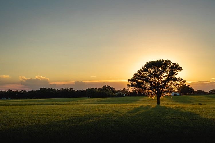jmfamilynews's tweet image. At JM Family our logo is the oak tree and like it, our roots in work, family and in our community run deep. Thank you to our associates who are keeping that commitment alive even as we are all apart. #WeAreJMFamily #Roots #Culture 📸: Dave Miller