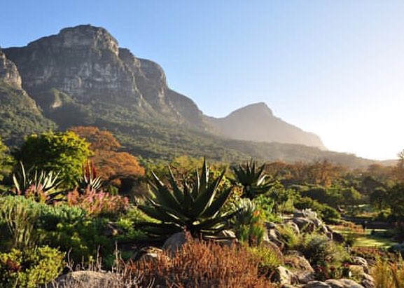 greenforcerob's tweet image. Kirstenbosch Gardens are open from today 🤙#trailrunning #sanbi #capetowntourism #fynbos